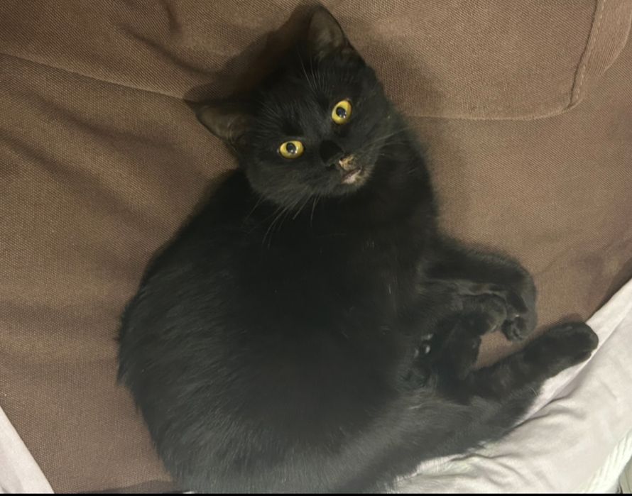 Загубилась Кішечка