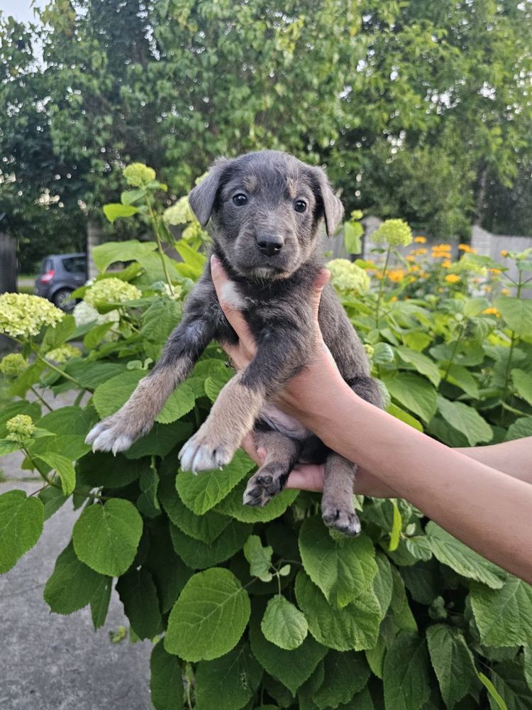 Цуценята в добрі руки