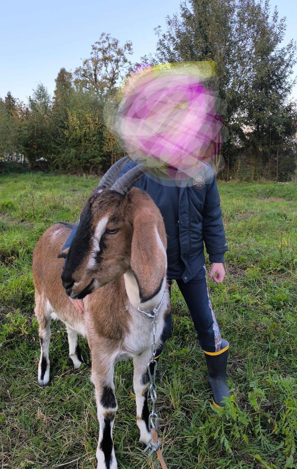 Młoda śliczna koza