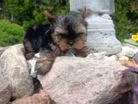 Yorkshire terrier