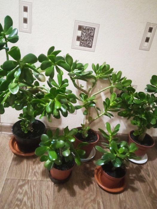Денежное дерево 5шт