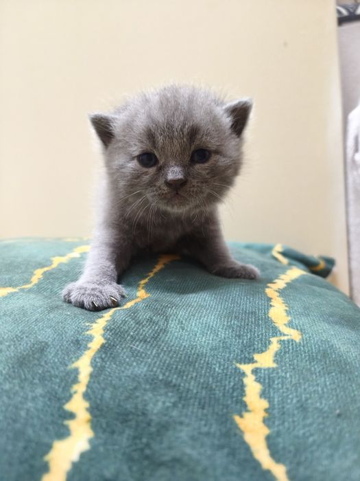 Koty Brytyjskie, rodowód, grudzień odbiór, blue