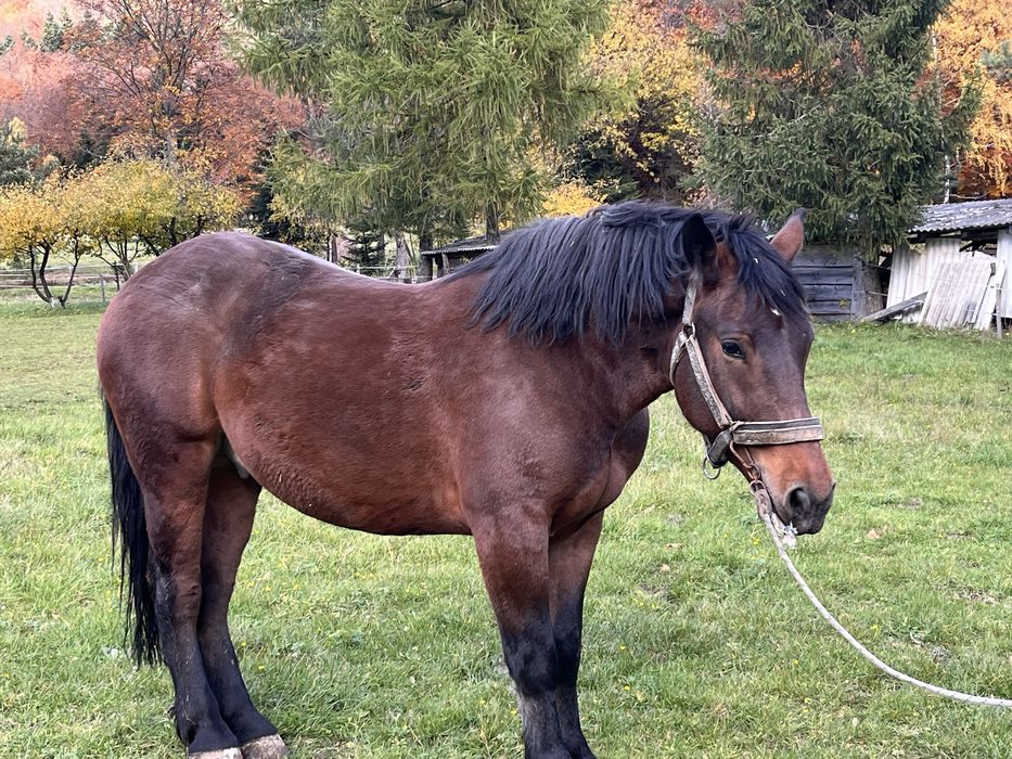 Sprzedam konia maści ciemnogniadej