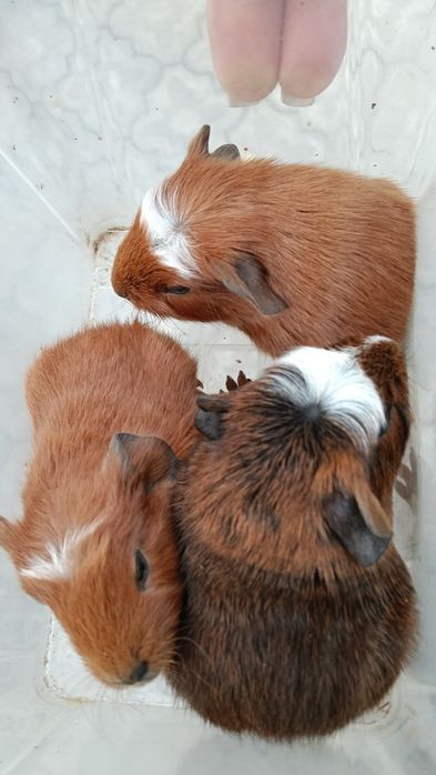 Малыши морской свинки.