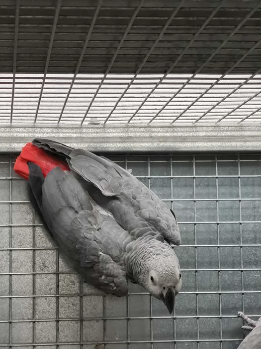 Casais Papagaios Cinzentos de Cauda Vermelha