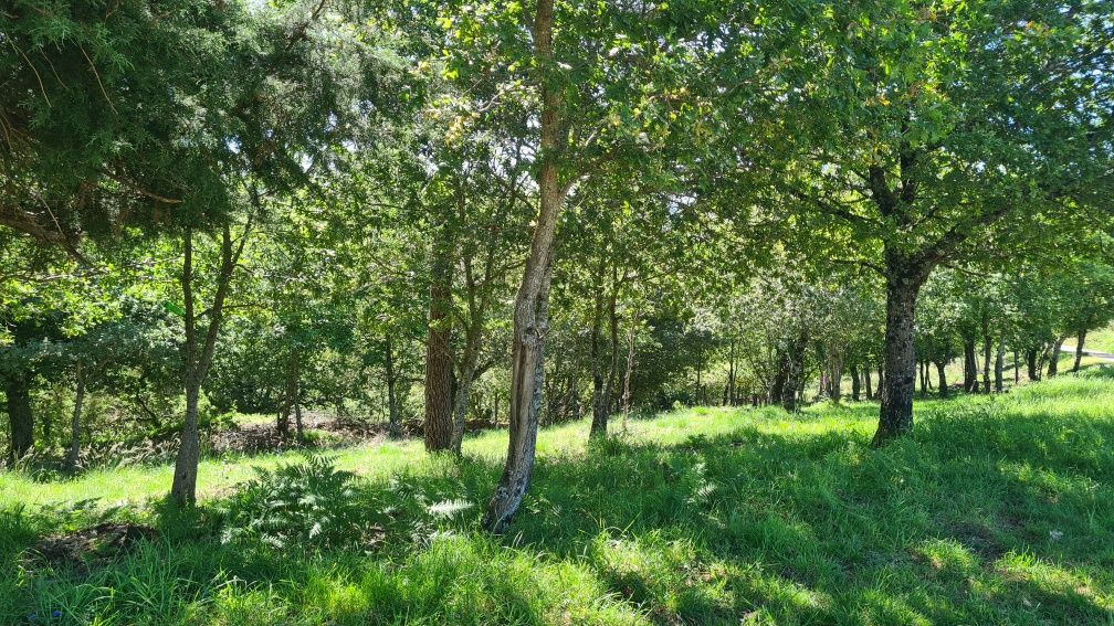 Terreno com várias ruínas na Serra de Lousã