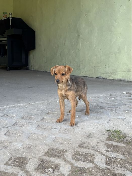 Oddam kundelka za darmo