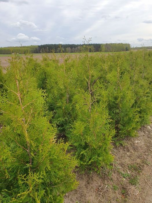 Tuja brabant 140 - 200 cm