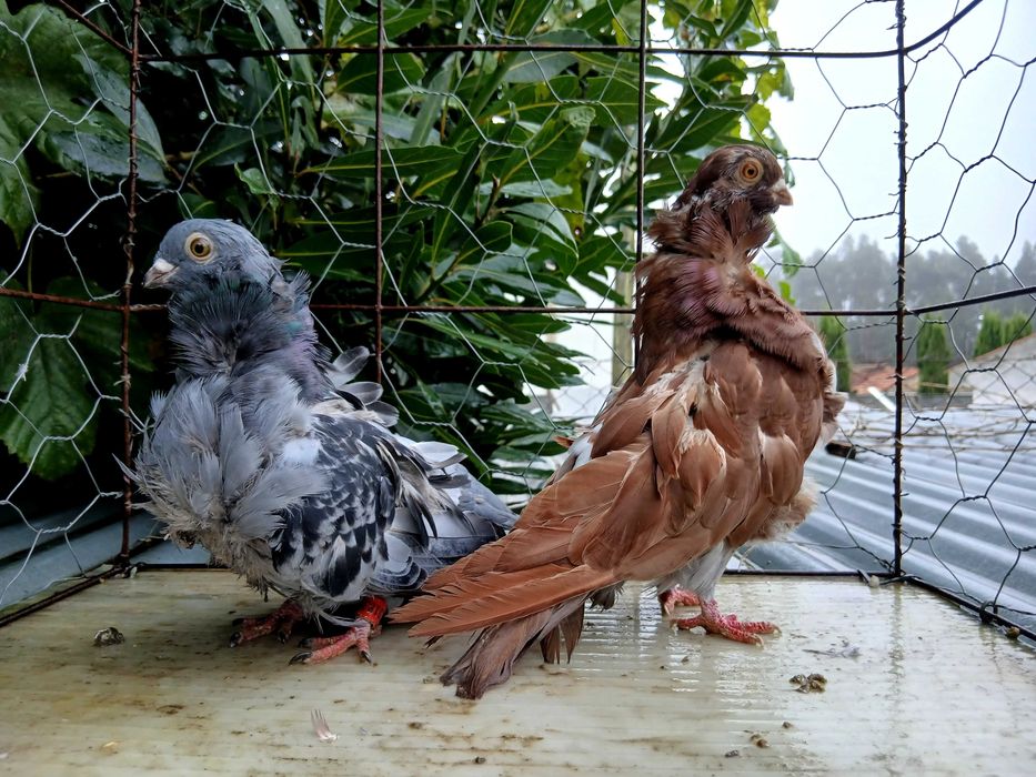 Pombos chorreras para venda