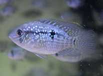 Blue Acara 4-5cm