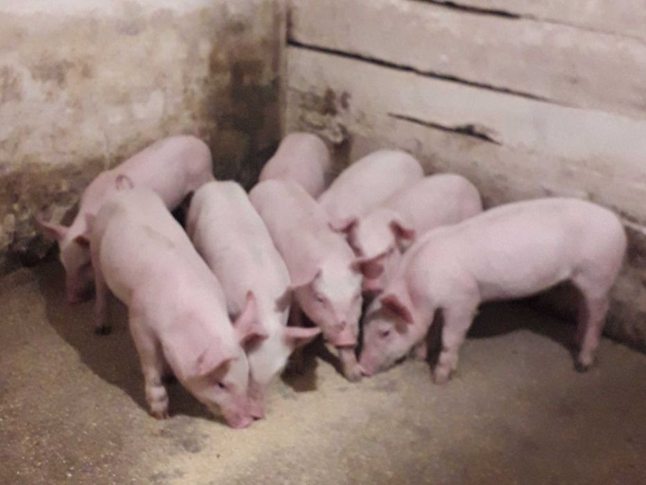 Продам   поросят