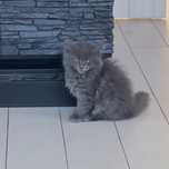 Kocięta maine coon solid