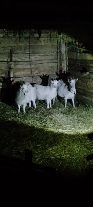 Продам козенят 300 грн