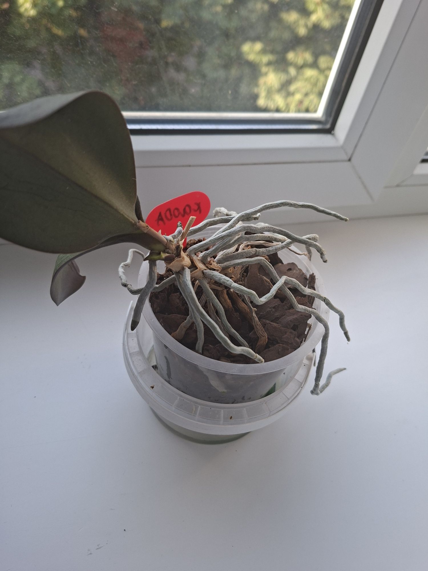 Продам 3 сортові орхідеї