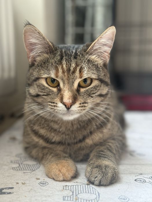 Коця в добрі руки