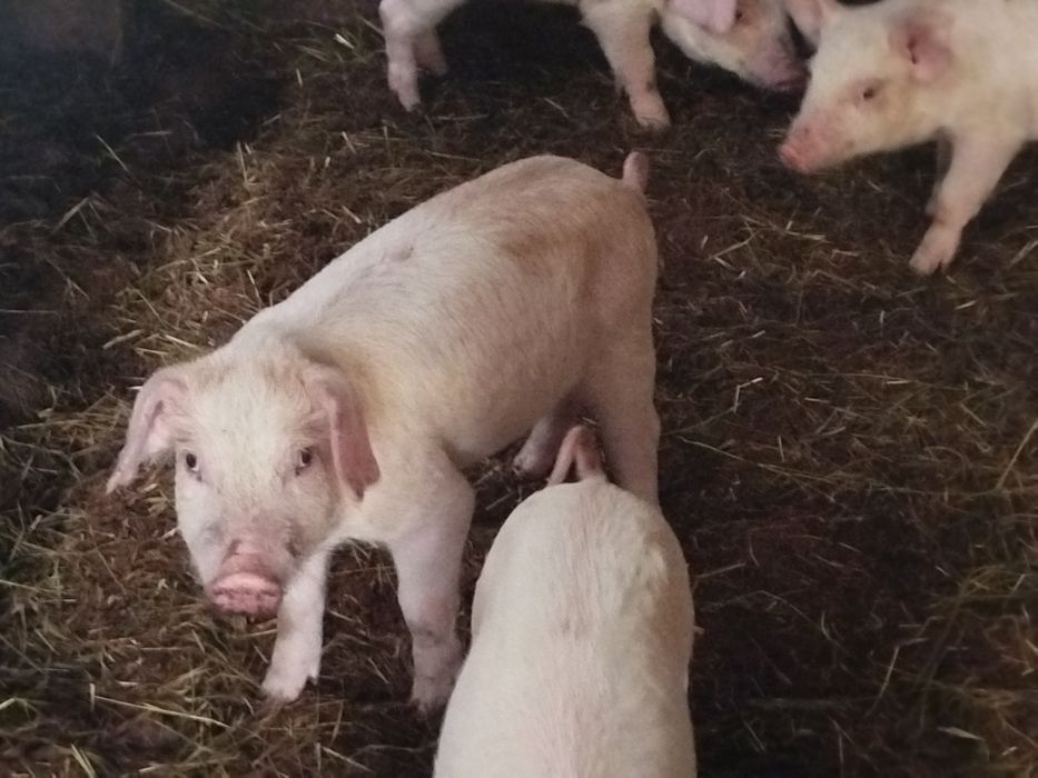 Продам малих поросят