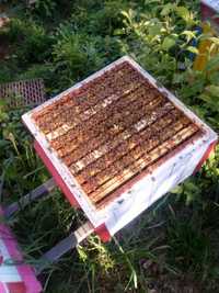 Pszczoły Rodziny pszczele na ramce wielkopolskiej