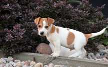 Piesek LEXI Jack Russell Terrier z hodowli "BREFIO"/badania genetyczne