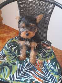 Yorkshire Terrier York