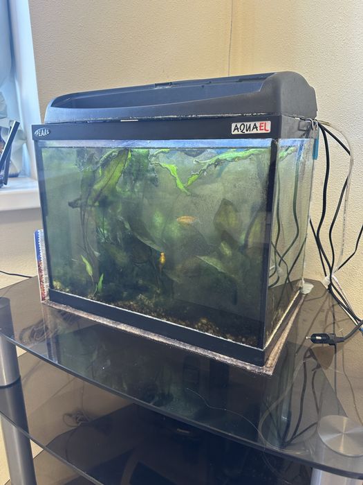Акваріум з рибами
