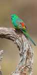 Red rumped macho