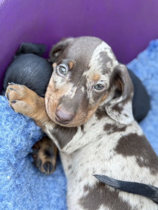Jamnik miniaturowy krótkowłosy Czekoladowy Merle Choco merle chłpiec
