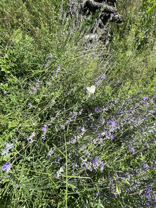 Продам дачу в Канівському заповіднику