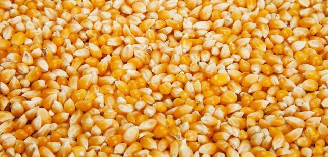 Kukurydza dla zwierząt sucha