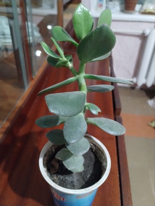 Денежное дерево растение