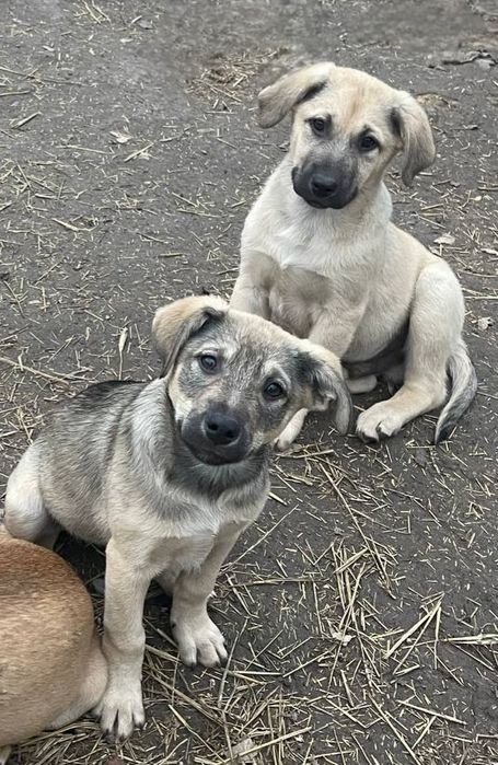 Отдам даром в добрые руки щенков метисы овчарки