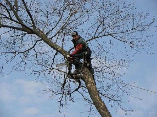 Зрізання, обрезка деревьев, спилить дерево, уборка участка, кронування