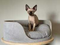 Devon rex, kocurek ,Fpl