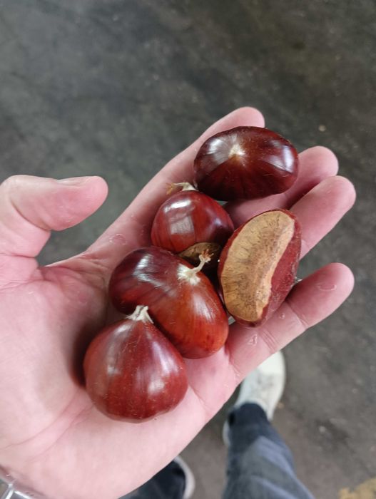 Vendo castanha martainha