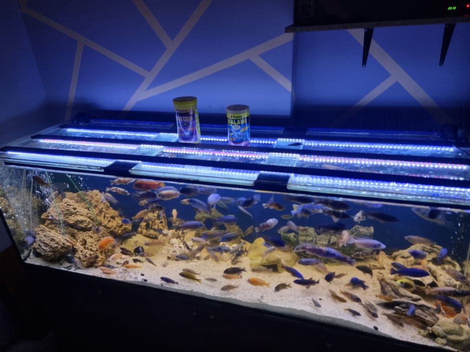 Akwarium 720l z Pyszczakami