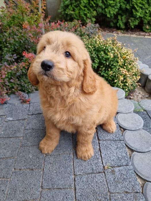 Golden & Pudel goldendoodle mini piesek