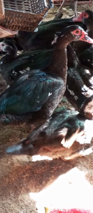 Aves caseiras bom porte