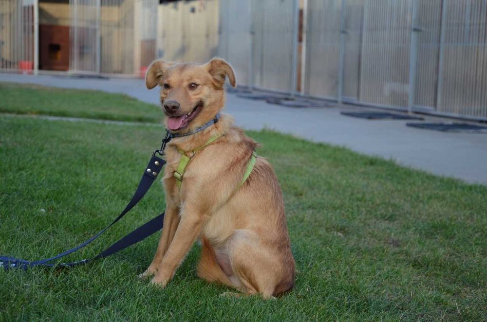 Karolek mały śliczny rudy piesek błaga o miłość ADOPCJA