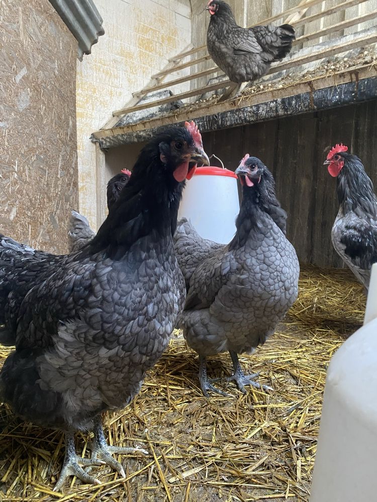 Jaja lęgowe AUSTRALORP niebieski