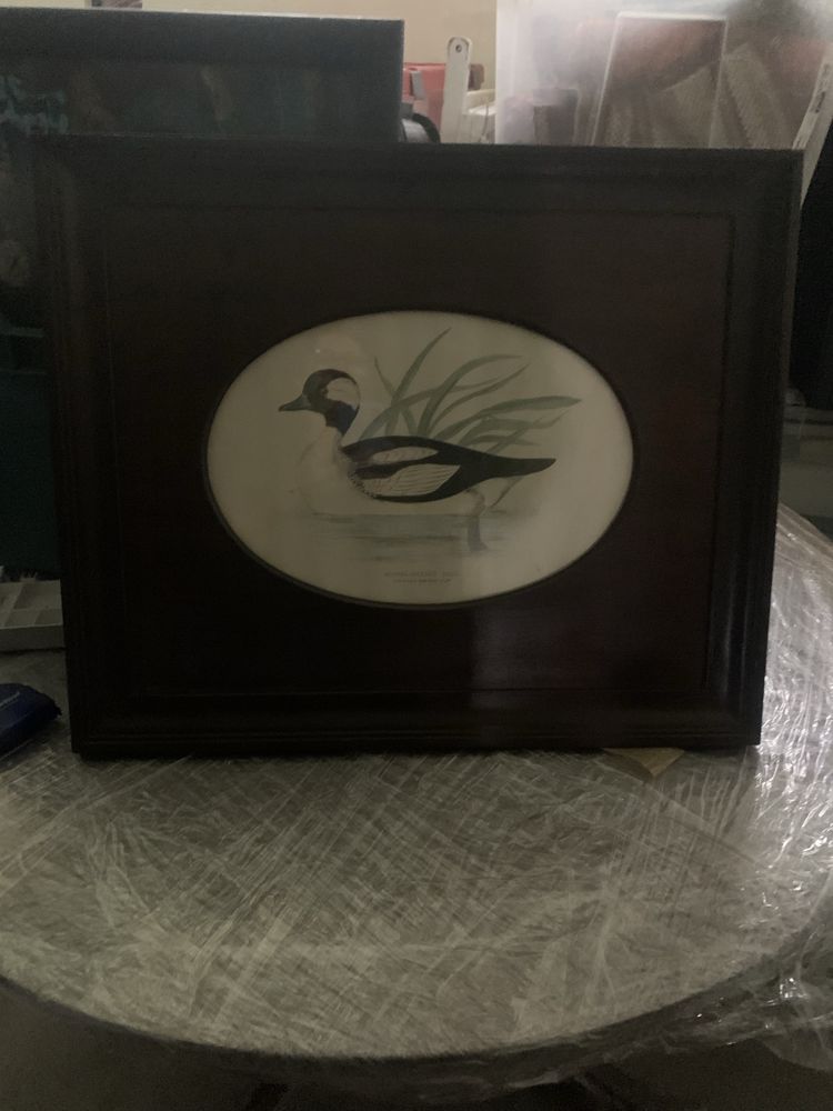 Quadro Buffel headed duck