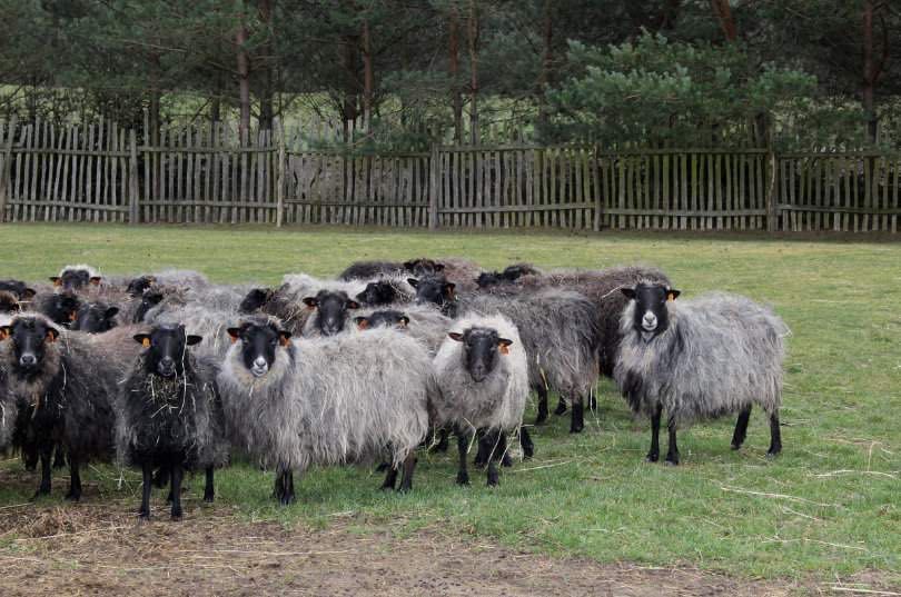 Wydzierżawię teren 8 ha pod hodowlę owiec