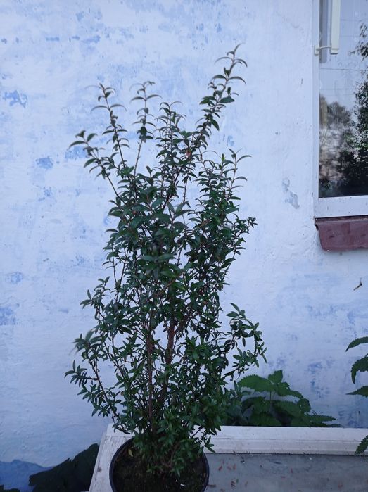 Мірти вазони дрмашні