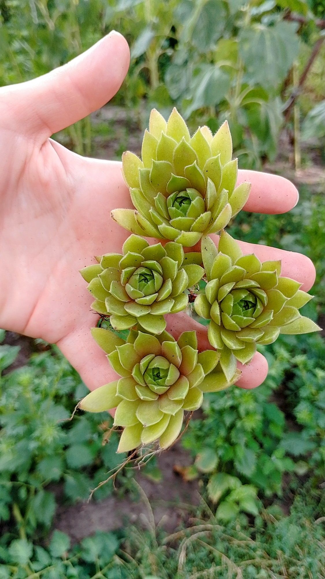 Сортові вуличні сукуленти sempervivum молодило. Витримують жару та мор