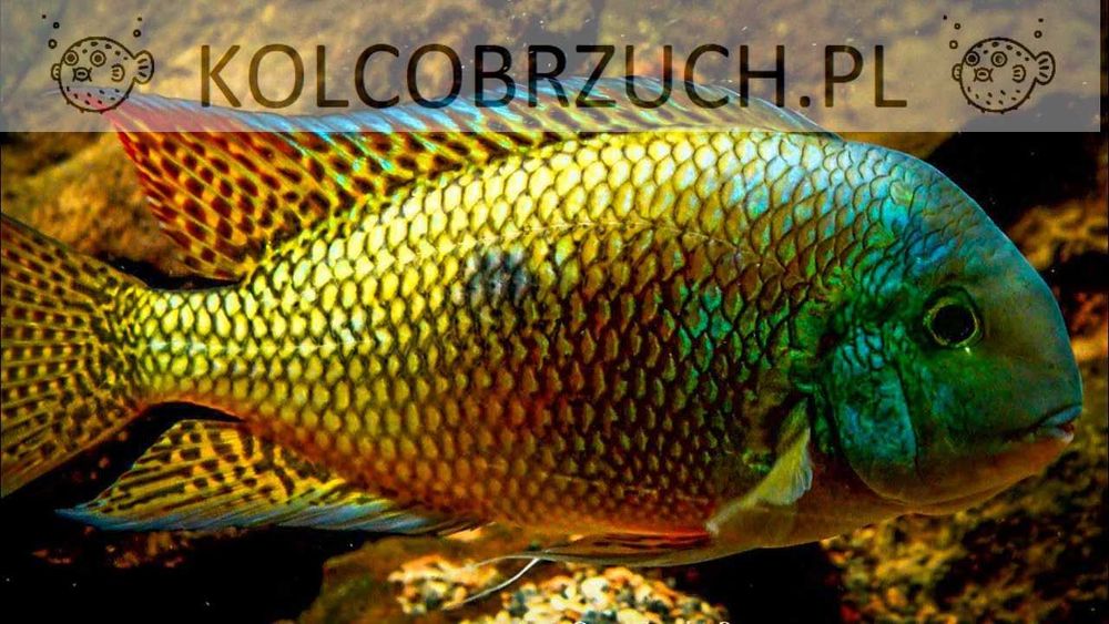 Pielęgnica nikaraguańska - Hypsophrys nicaraguensis - dowóz, wysyłka