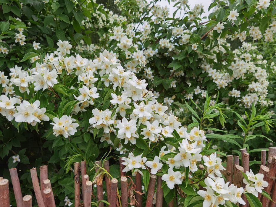 Jasminowiec wonny 'Rosamunde' (Philadelphus coronarius) Doniczka 2.0L
