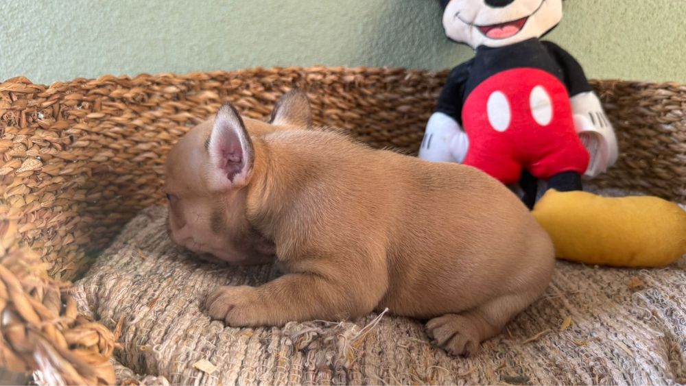 Menino BulldogFrances