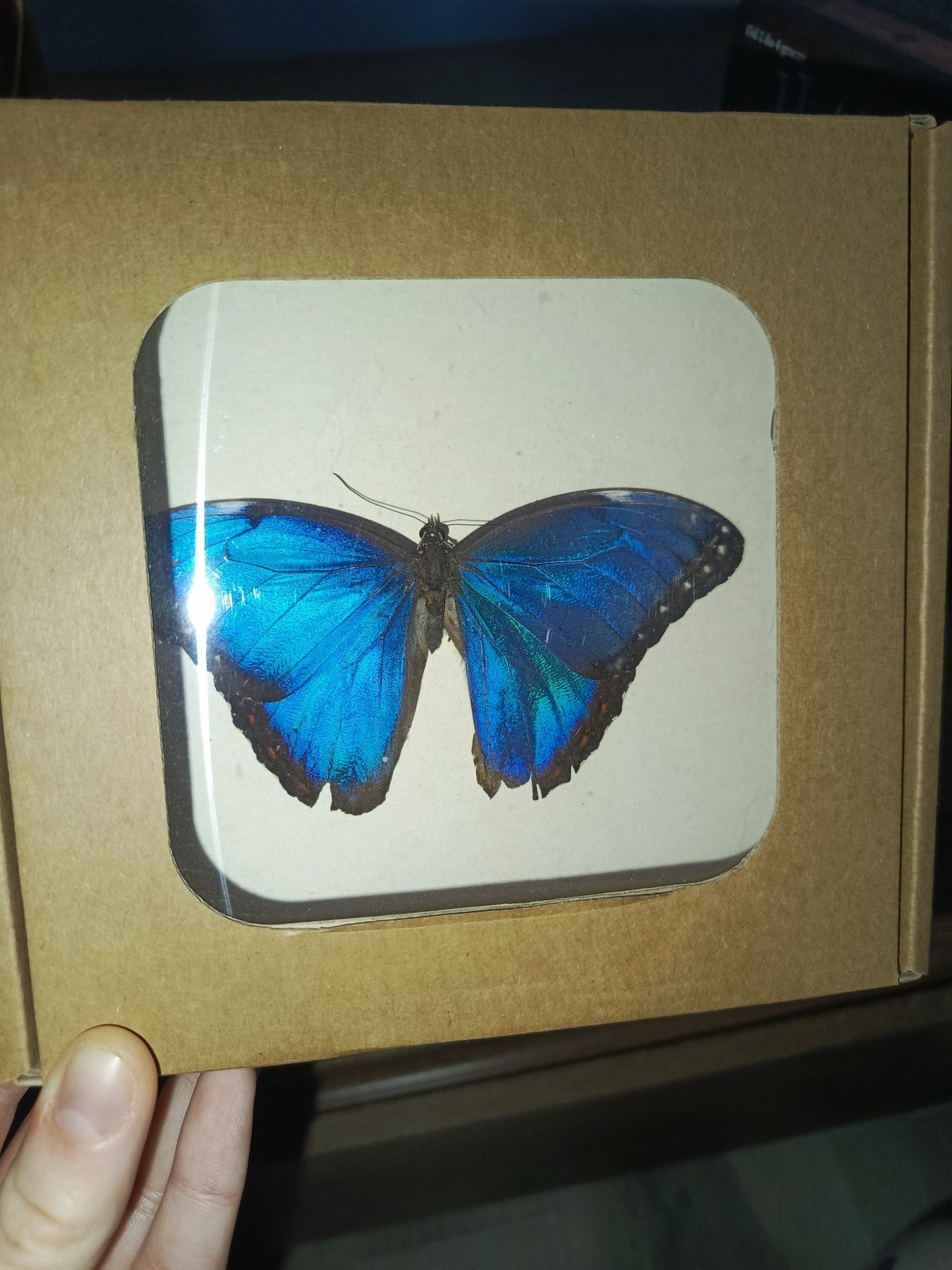 Motyl w gablotce Morpho prawdziwy żywy ozdoba niebieski owad