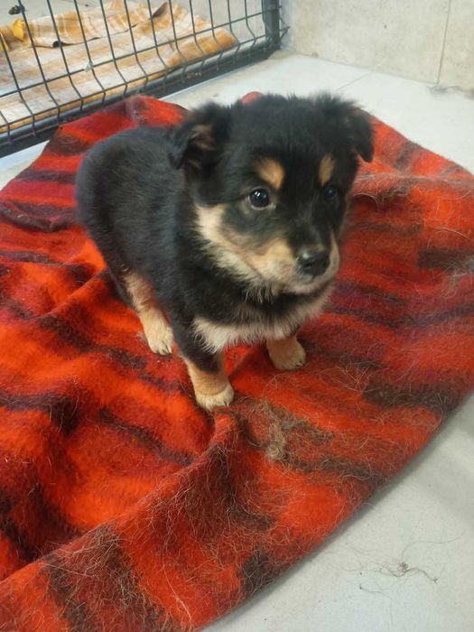 Szczeniaki do adopcji