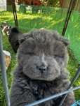 Chow Chow piekny piesek z genem niebieskim Gotowy do odbioru !