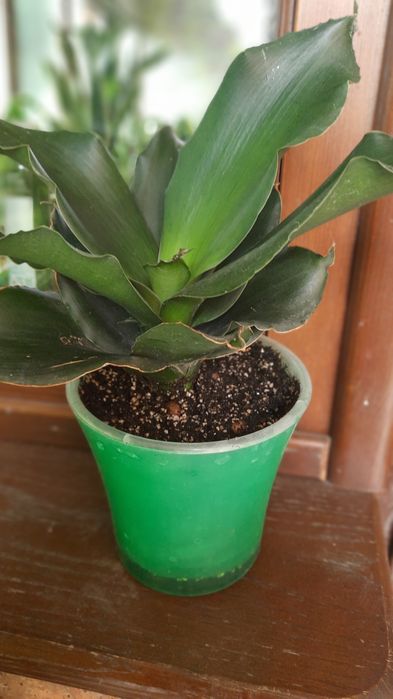 Сансевієрія стар роуз, хани Green mould variegated .