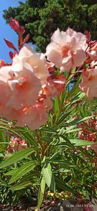 brzoskwiniowy oleander